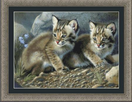 Bobcat Kittens